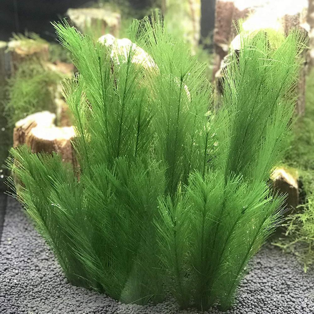 Aquarium Plant Live - 1/3 buah 28-40 cm tangki ikan