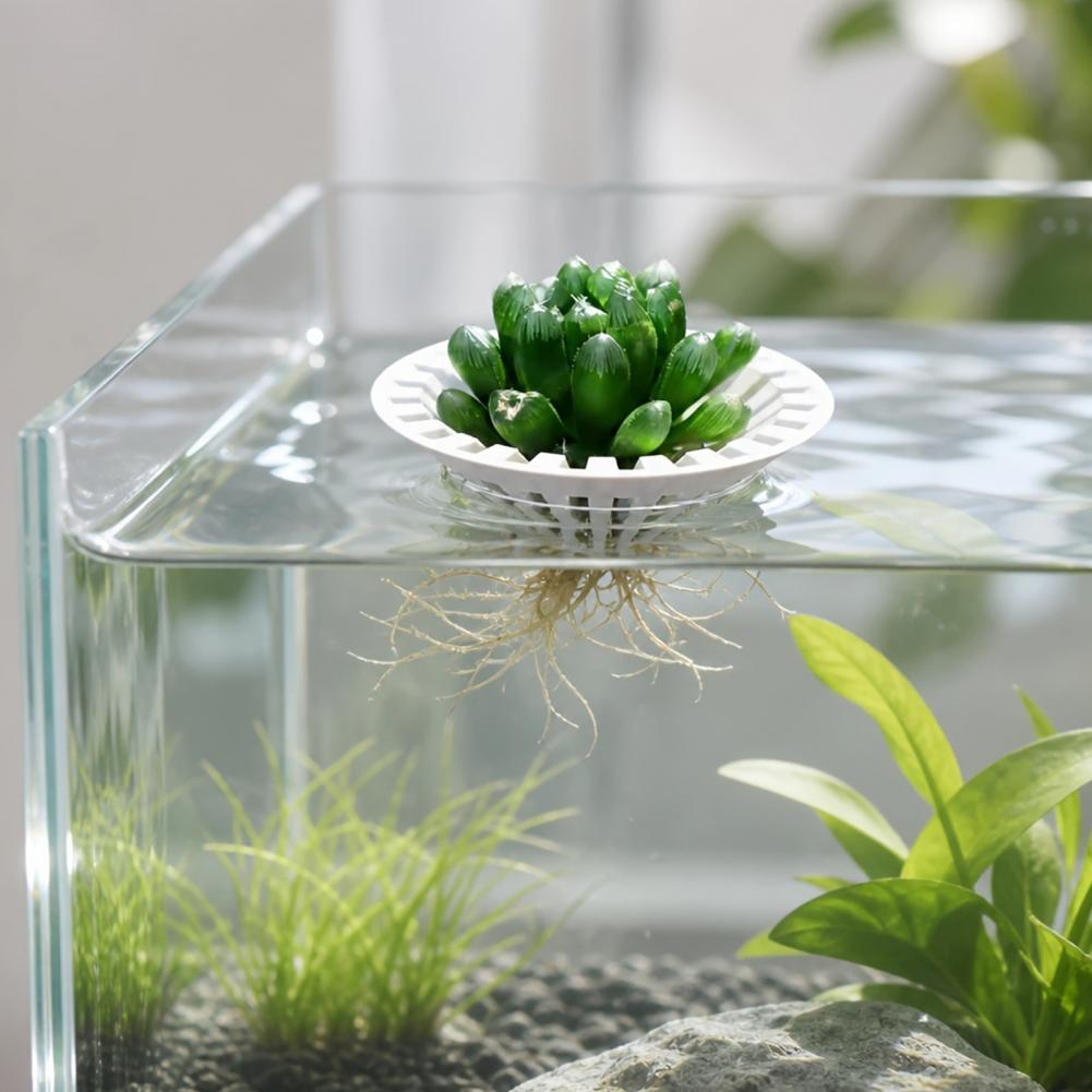 Aquarium For Planted Tank - Wadah Tanaman Hidroponik Akuarium, Tempat Tanaman