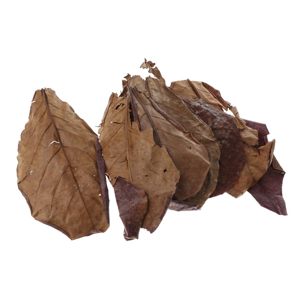 Aquarium Plant Roots - Akuarium Ikan, Daun Almond India, Warna