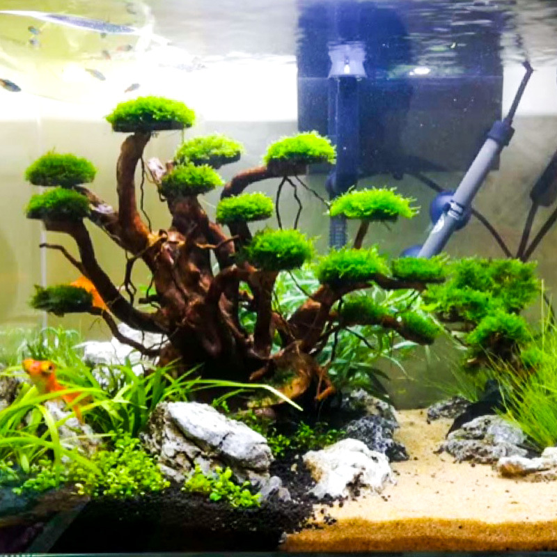 Aquarium Plant Roots - Dekorasi akuarium, hiasan pohon lumut, kerangka