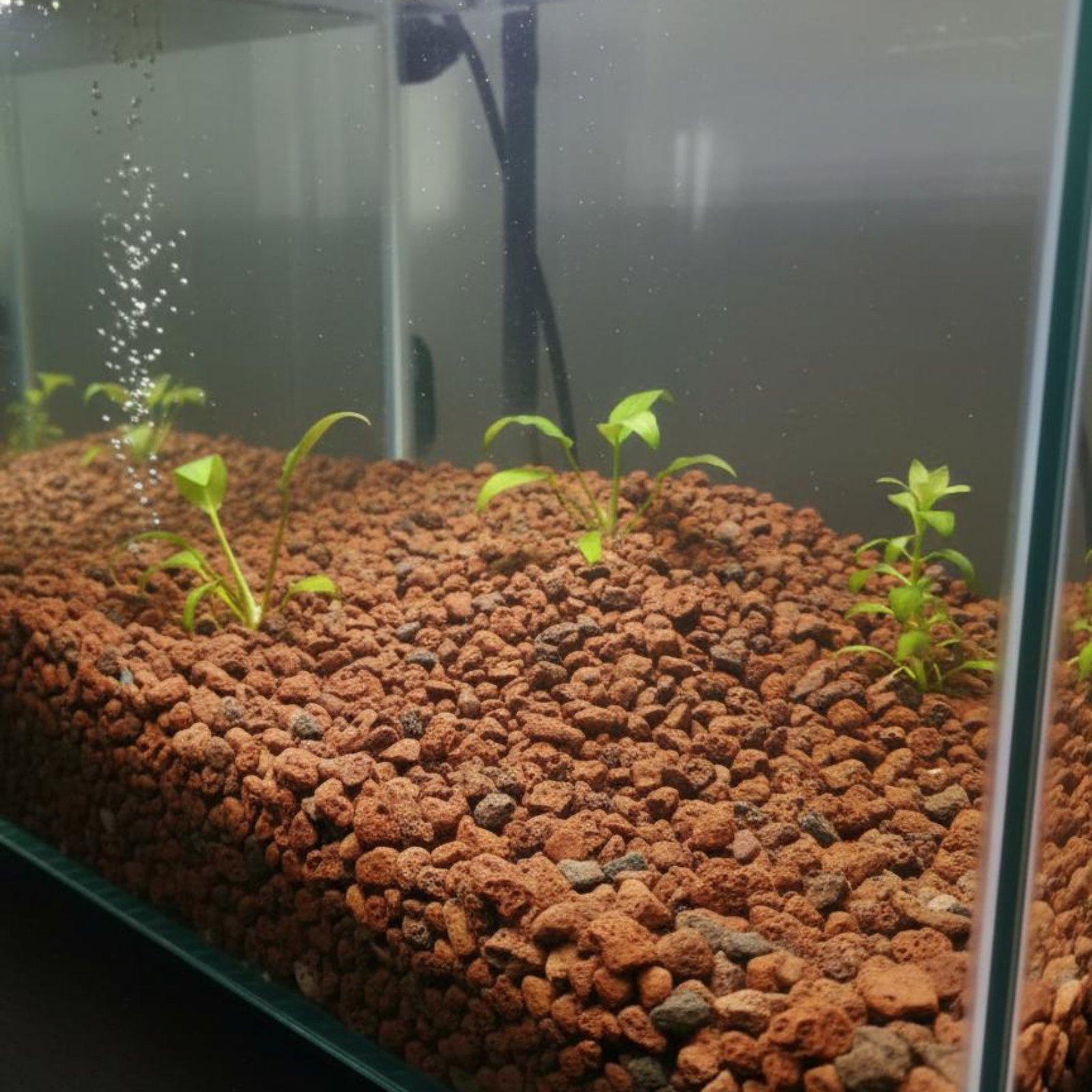 Batu Lava untuk Dekorasi Akuar - Aquarium Plant Roots ulasan dan harga