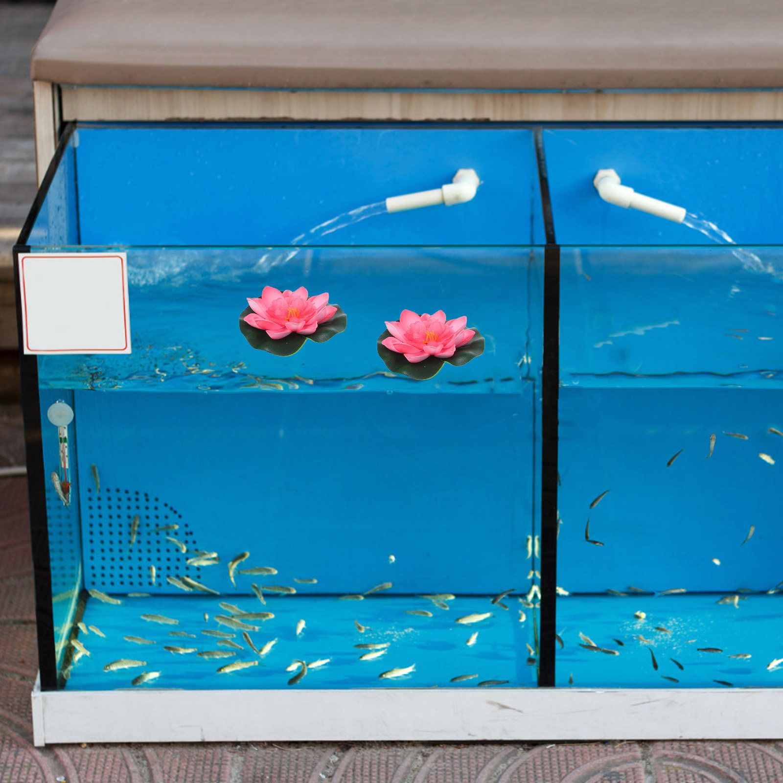 12 Buah Bunga Air Buatan yang  - Aquarium Planting ulasan dan harga