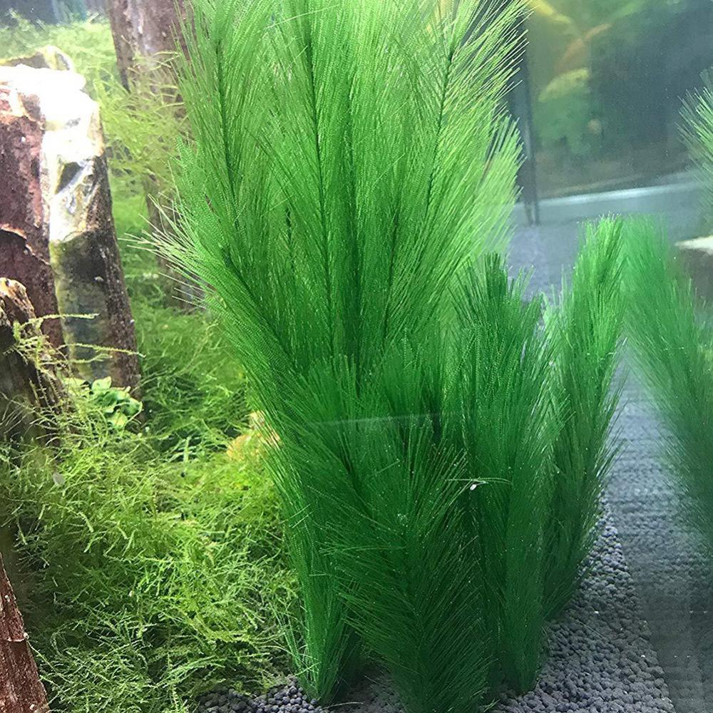 1/3 buah 28-40 cm tangki ikan  - Aquarium Plant Live ulasan dan harga
