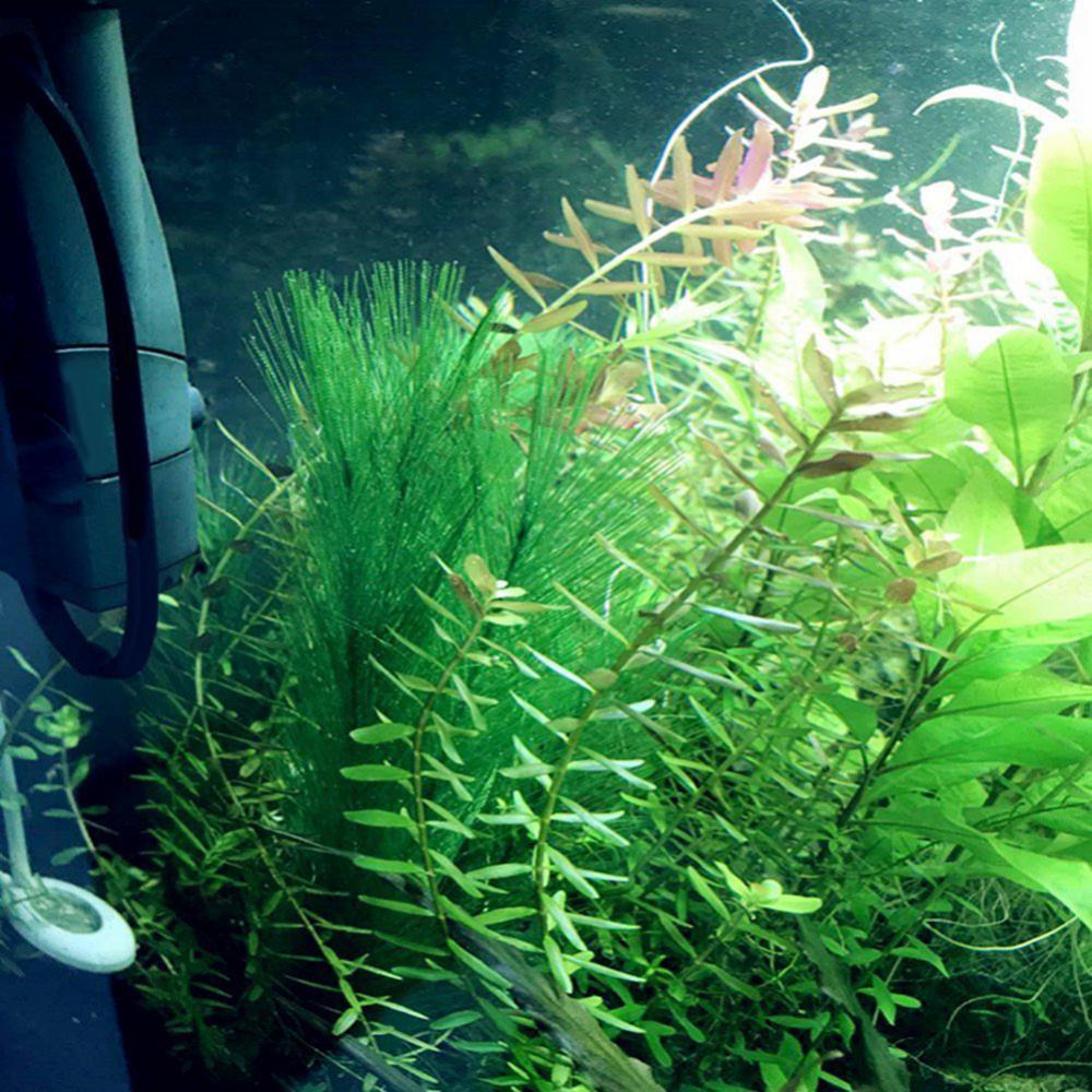 1/3 buah 28-40 cm tangki ikan  - Aquarium Plant Live ulasan dan harga