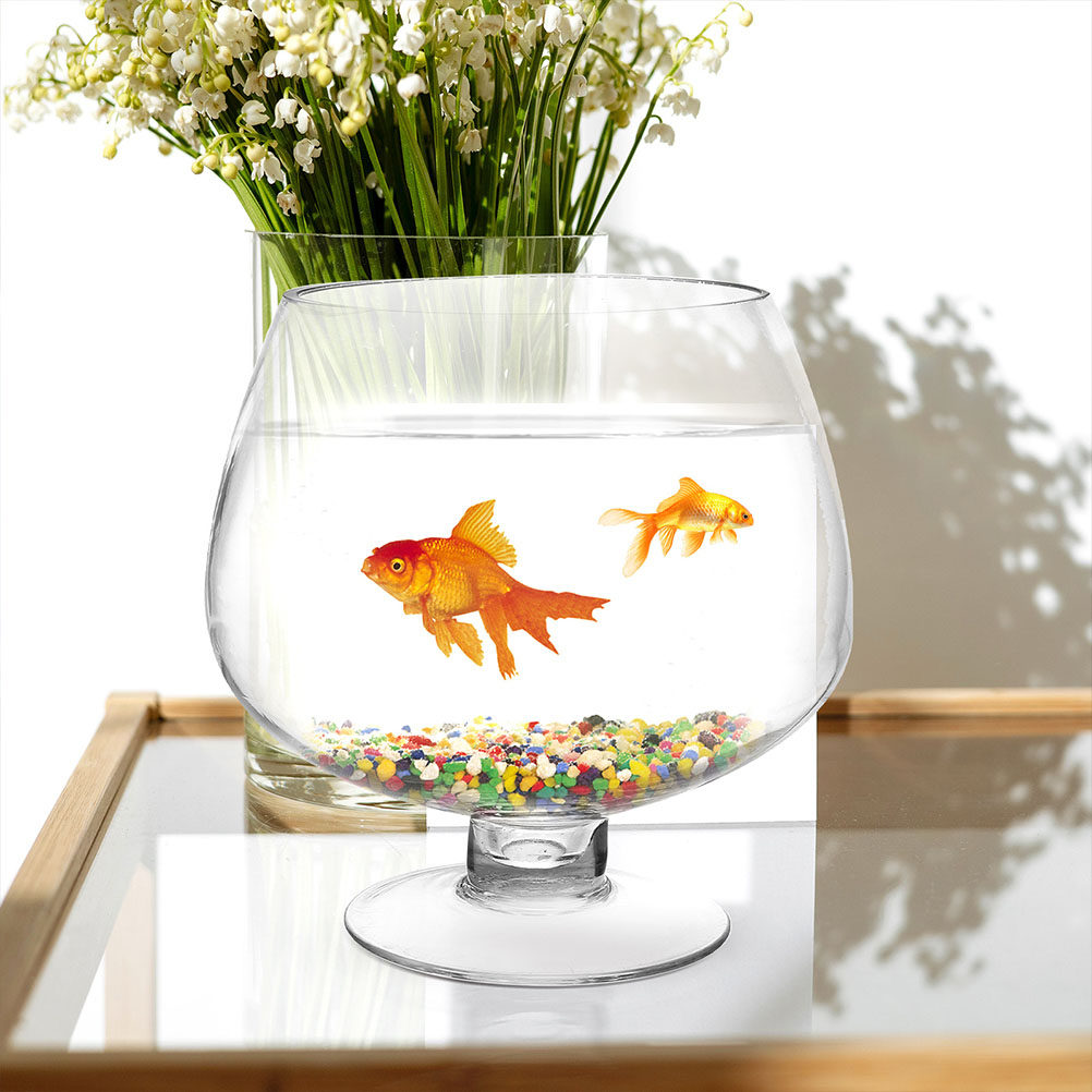 Akuarium Kaca Kecil Transparan - Planted Aquarium Angelfish ulasan dan harga