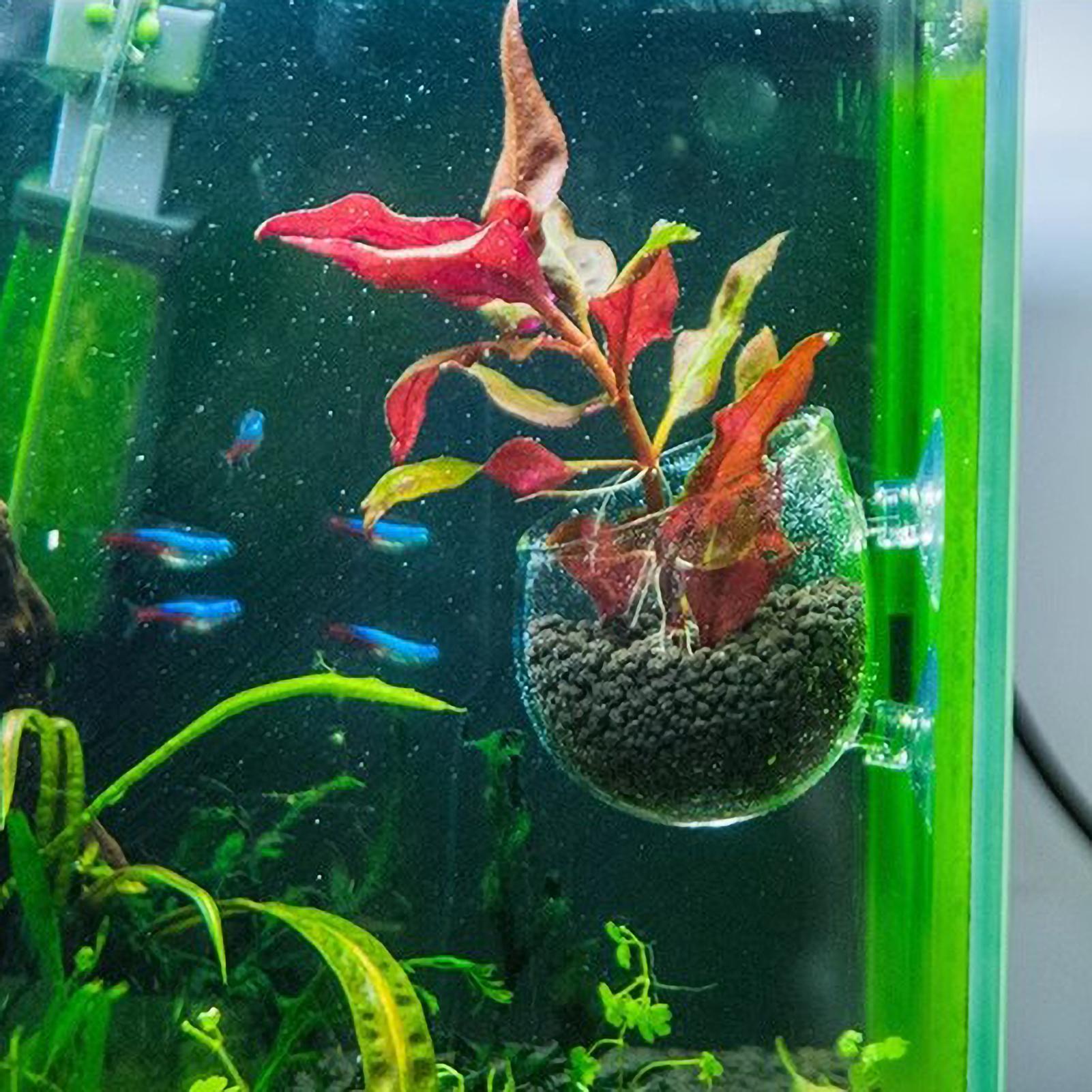 Tempat Tanaman Akuarium Kaca d - Aquarium Plant Gel ulasan dan harga
