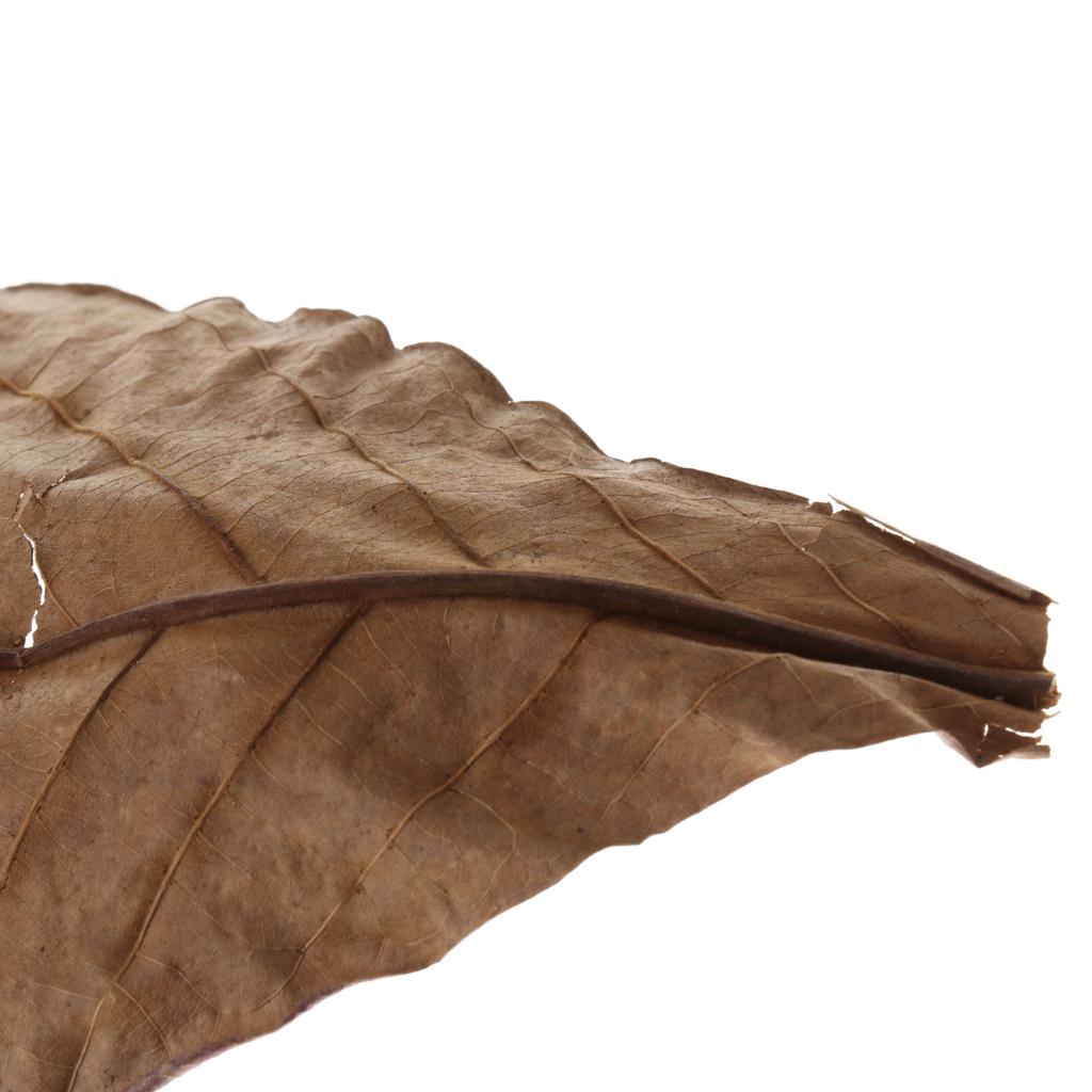 Akuarium Ikan, Daun Almond Ind - Aquarium Plant Roots ulasan dan harga