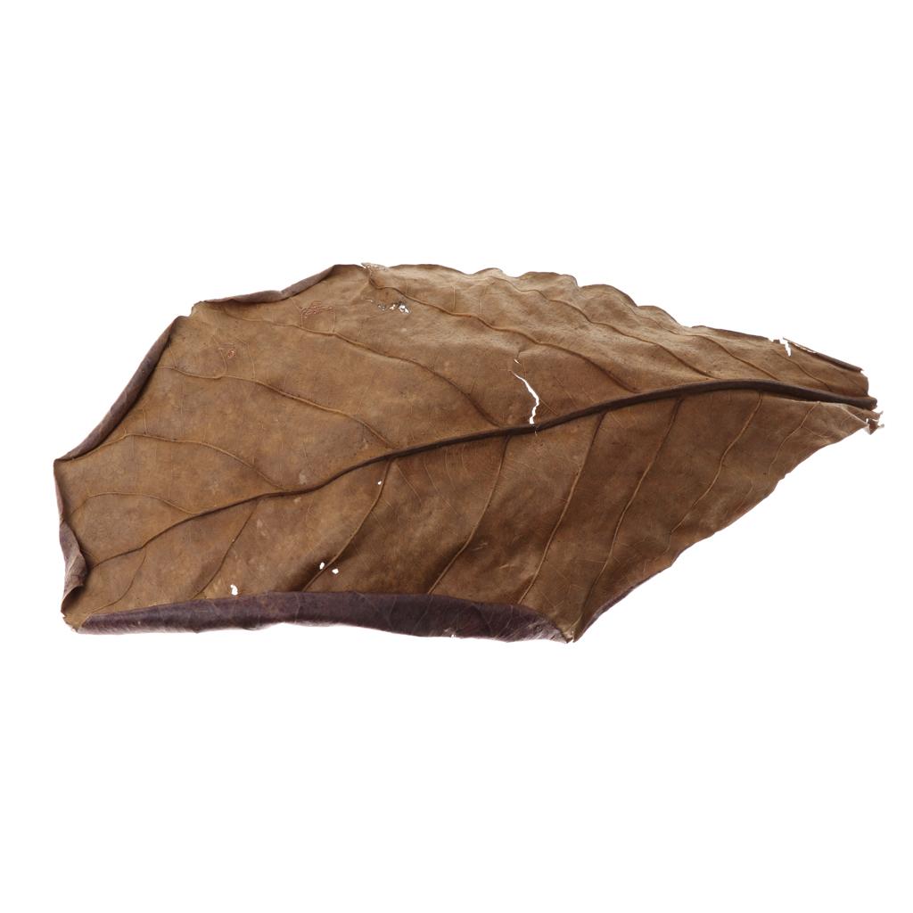 Akuarium Ikan, Daun Almond Ind - Aquarium Plant Roots ulasan dan harga