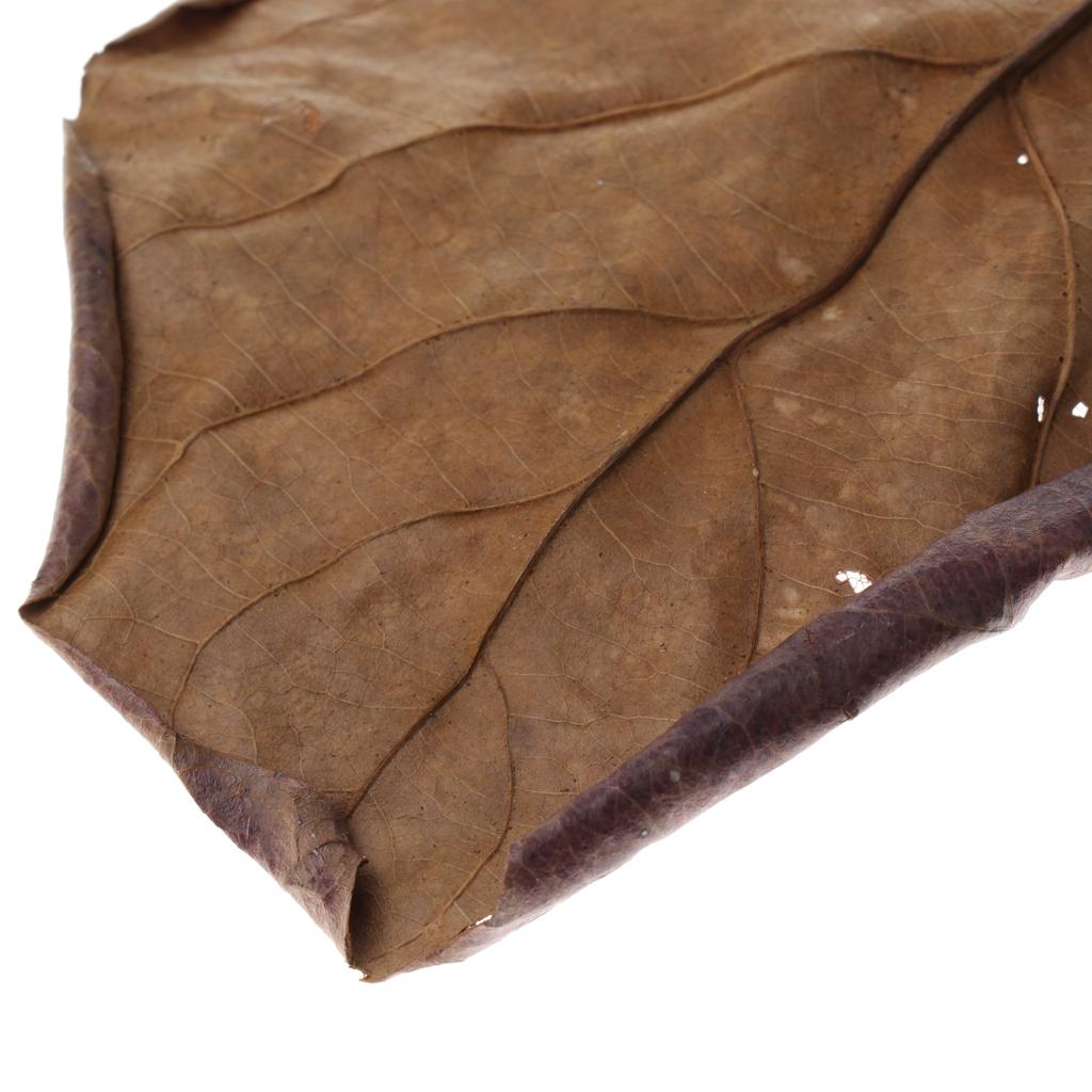 Akuarium Ikan, Daun Almond Ind - Aquarium Plant Roots ulasan dan harga