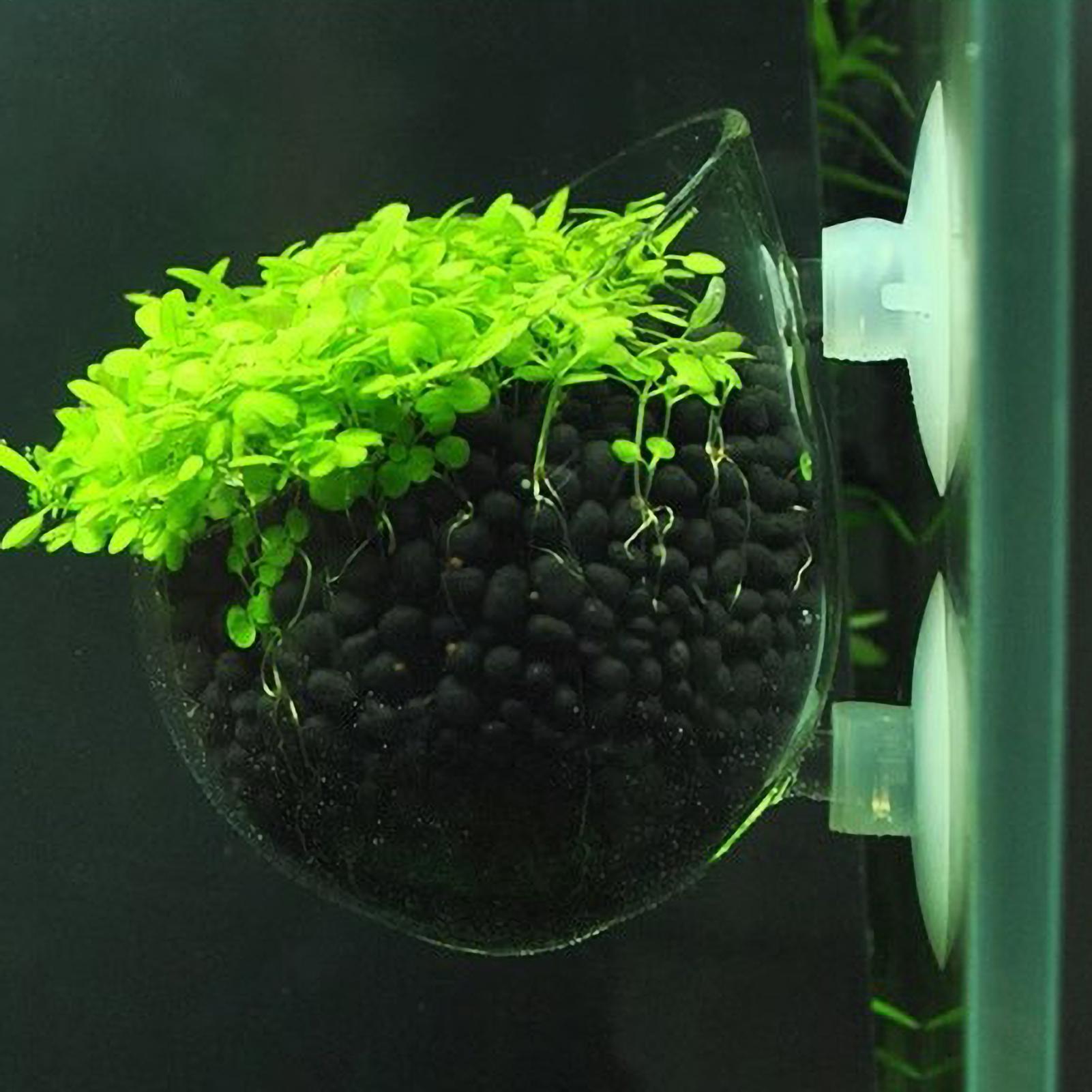 Pot Tanaman Kaca Akuarium deng - Aquarium Plant Gel ulasan dan harga