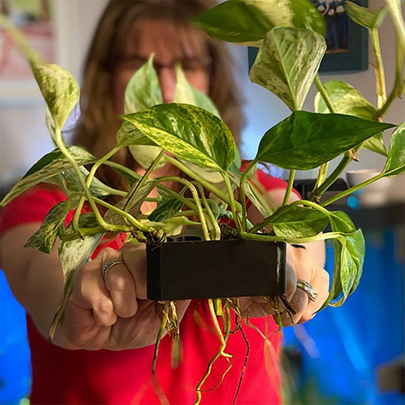 1 2 3 Buah Rak Penyangga Tanam - Aquarium Planted Setup ulasan dan harga