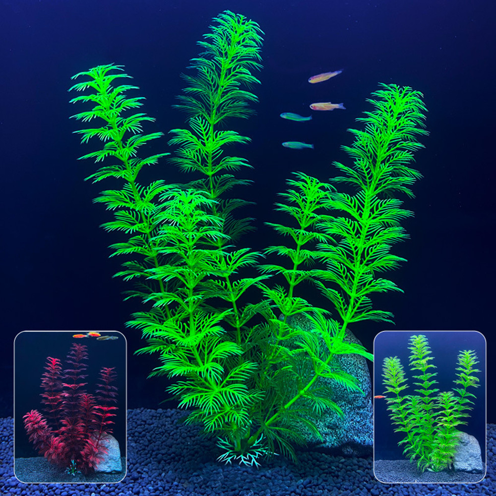 14cm - 30cm Tanaman Akuarium P - Aquarium Plant Live ulasan dan harga