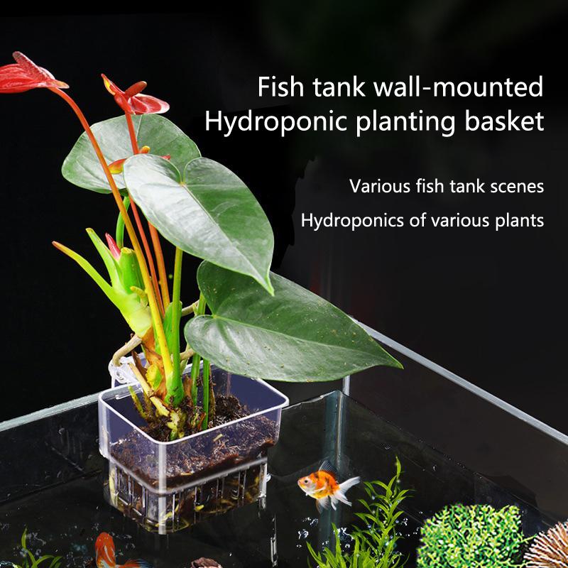 Cangkir Penanaman Hidroponik A - Aquarium Planted Setup ulasan dan harga