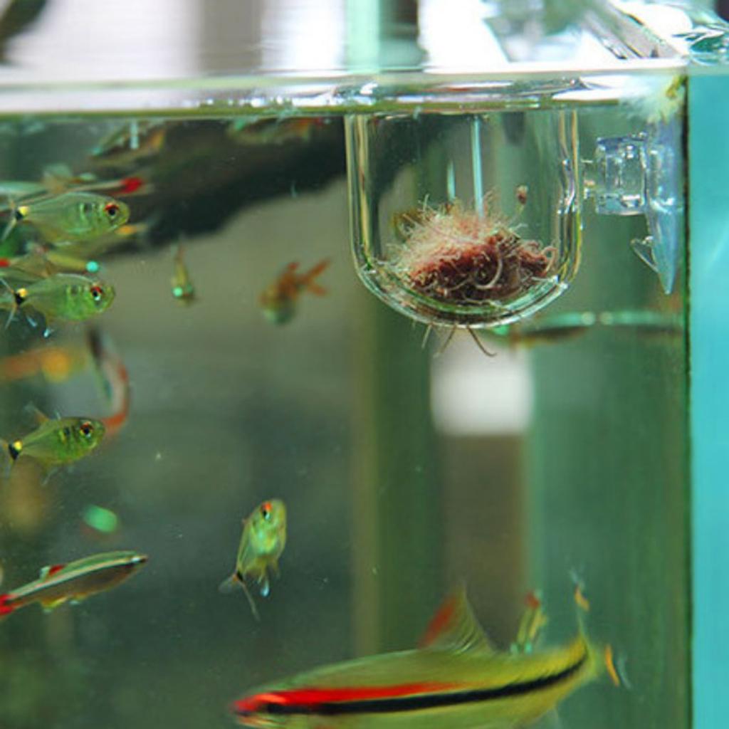 Keranjang Pemberian Makan Ikan - Aquarium Plant Live ulasan dan harga